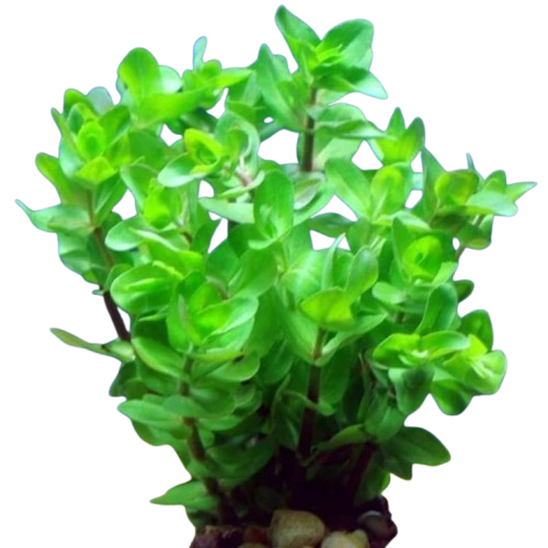 Bacopa Caroliniana