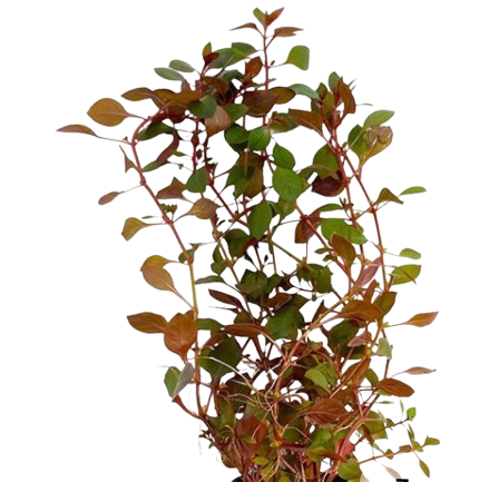 Ludwigia Mini Super Red