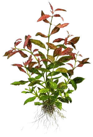 Hygrophila polysperma Rosanervig