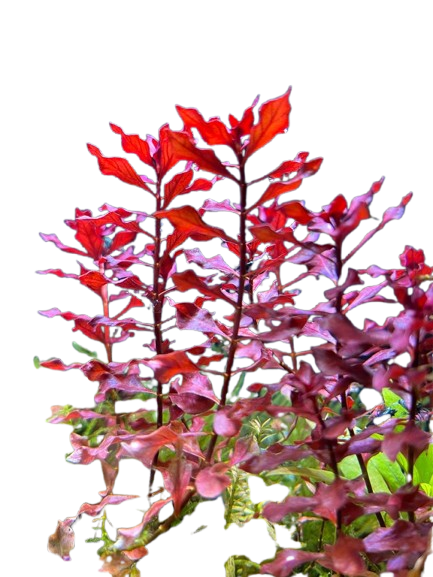 Ludwigia arcuata Dark Red