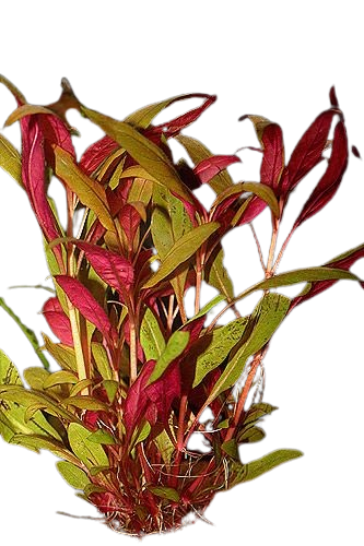 Alternanthera reineckii Lilacina