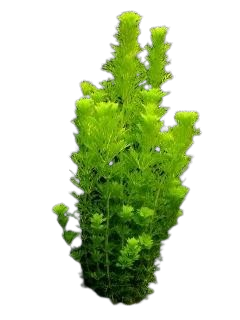 Limnophila_sesiliflora-