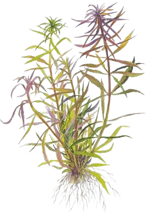 Limnophila aromatica