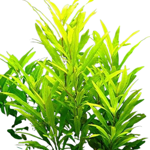 Hygrophila corymbosa