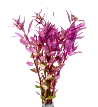 Rotala rotundifolia Pink