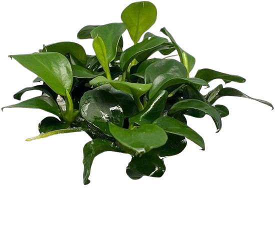 Anubias nana