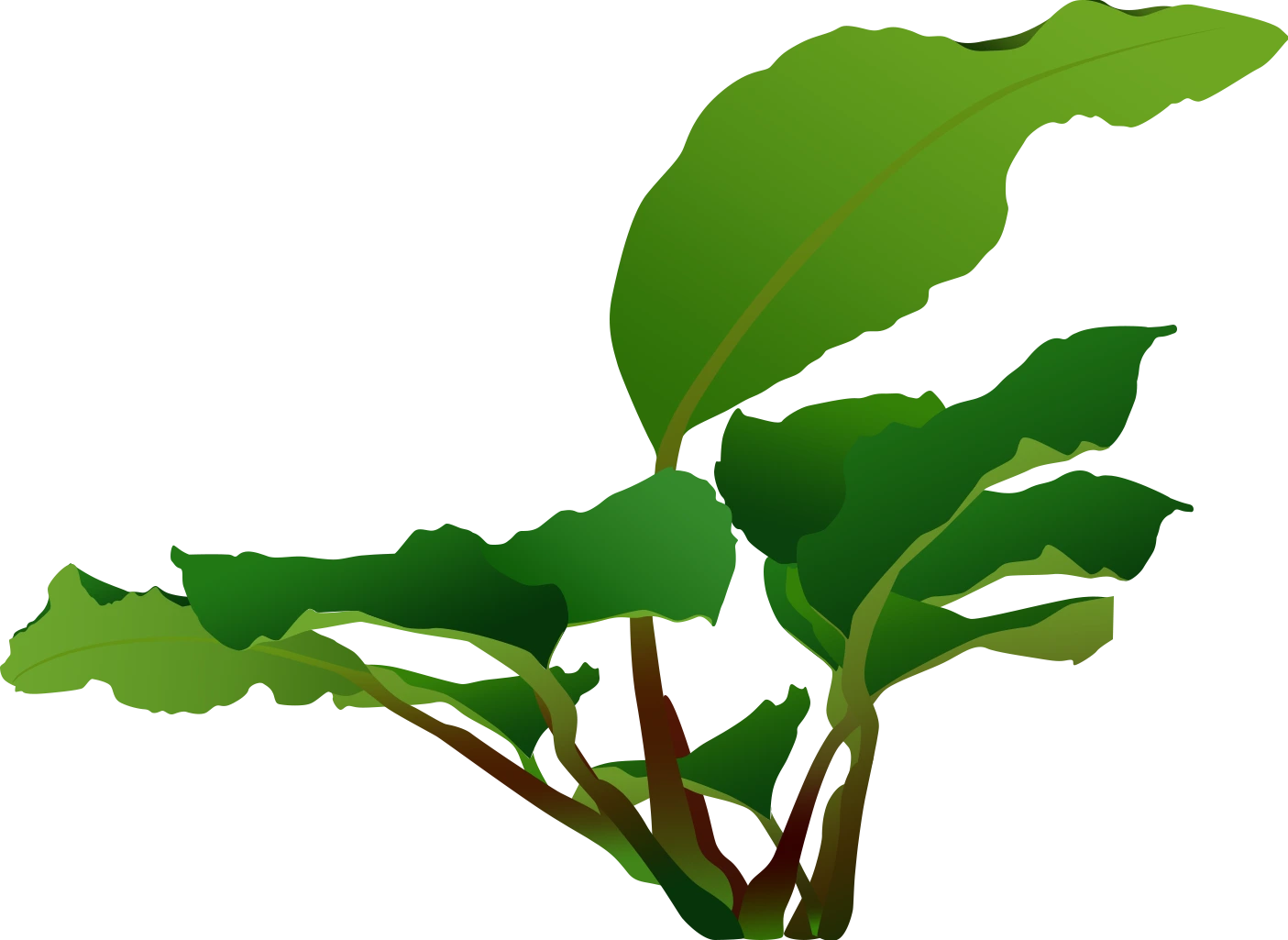 anubias barteri coffeifolia