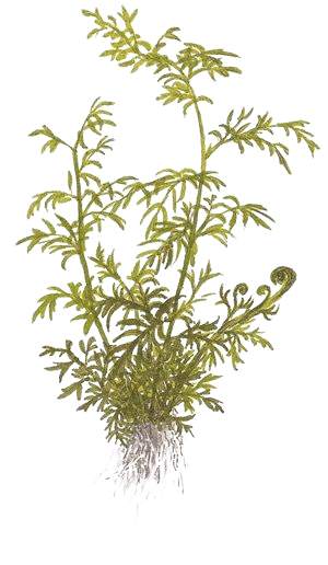 Ceratopteris thalictroides