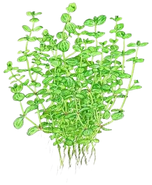 Lindernia rotundifolia