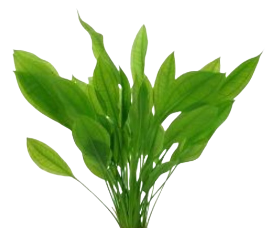 Echinodorus muricatus