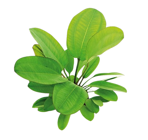 Echinodorus cordifolius