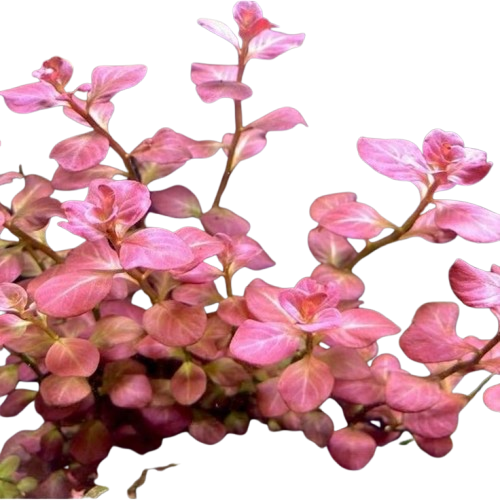 Ludwigia ovalis
