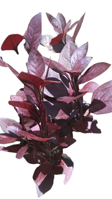 Alternanthera sessilis Purple