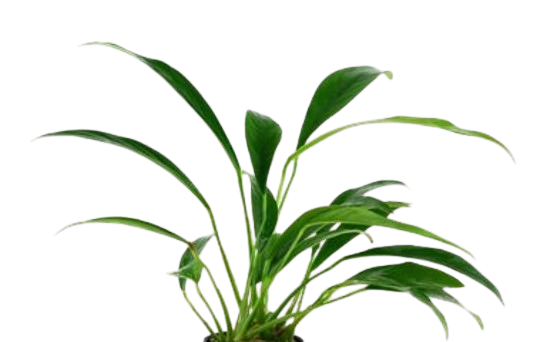 Anubias barteri glabra