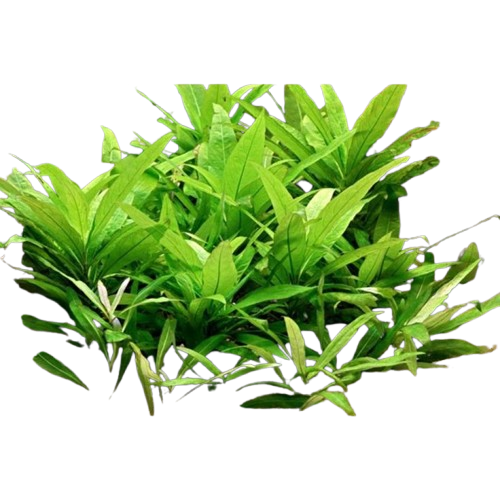 Hygrophila Compact