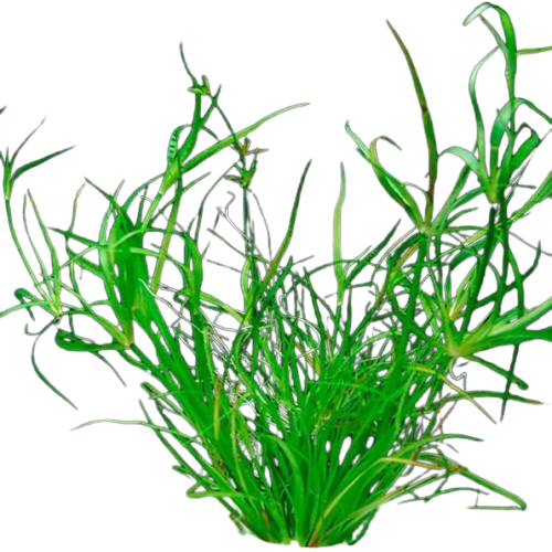 Juncus repens