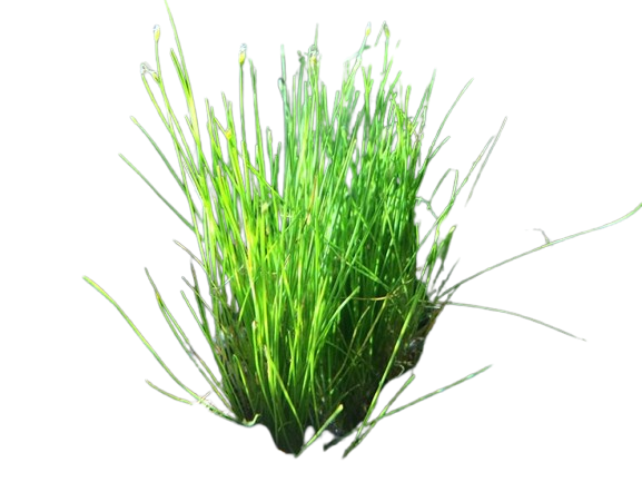 Dwarf Hairgrass