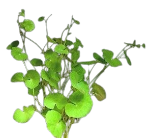 Hydrocotyle verticillata