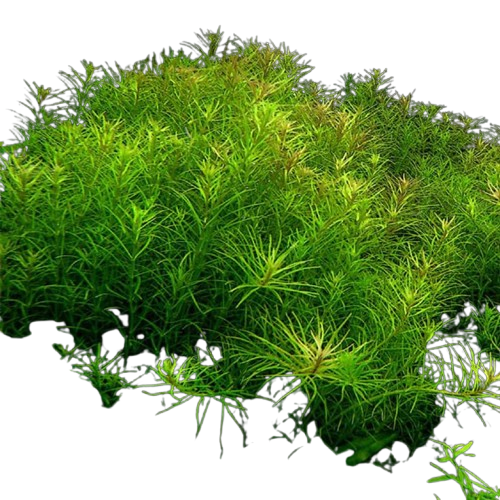 Rotala Nanjenshan